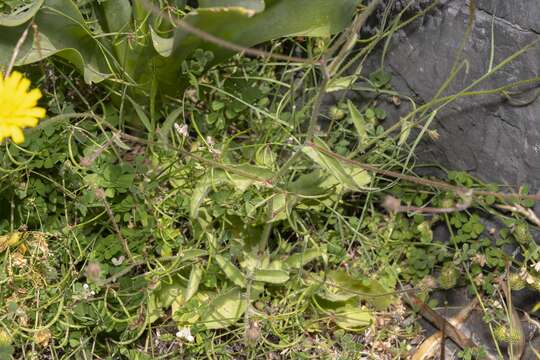 Image of smallflower oxtongue