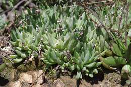 Delosperma dyeri L. Bol. resmi