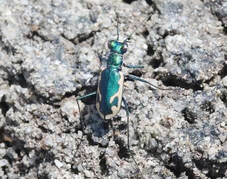 Image de Eunota fulgoris erronea (Vaurie 1951)