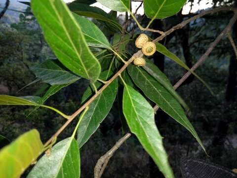 Image de Quercus acutifolia Née