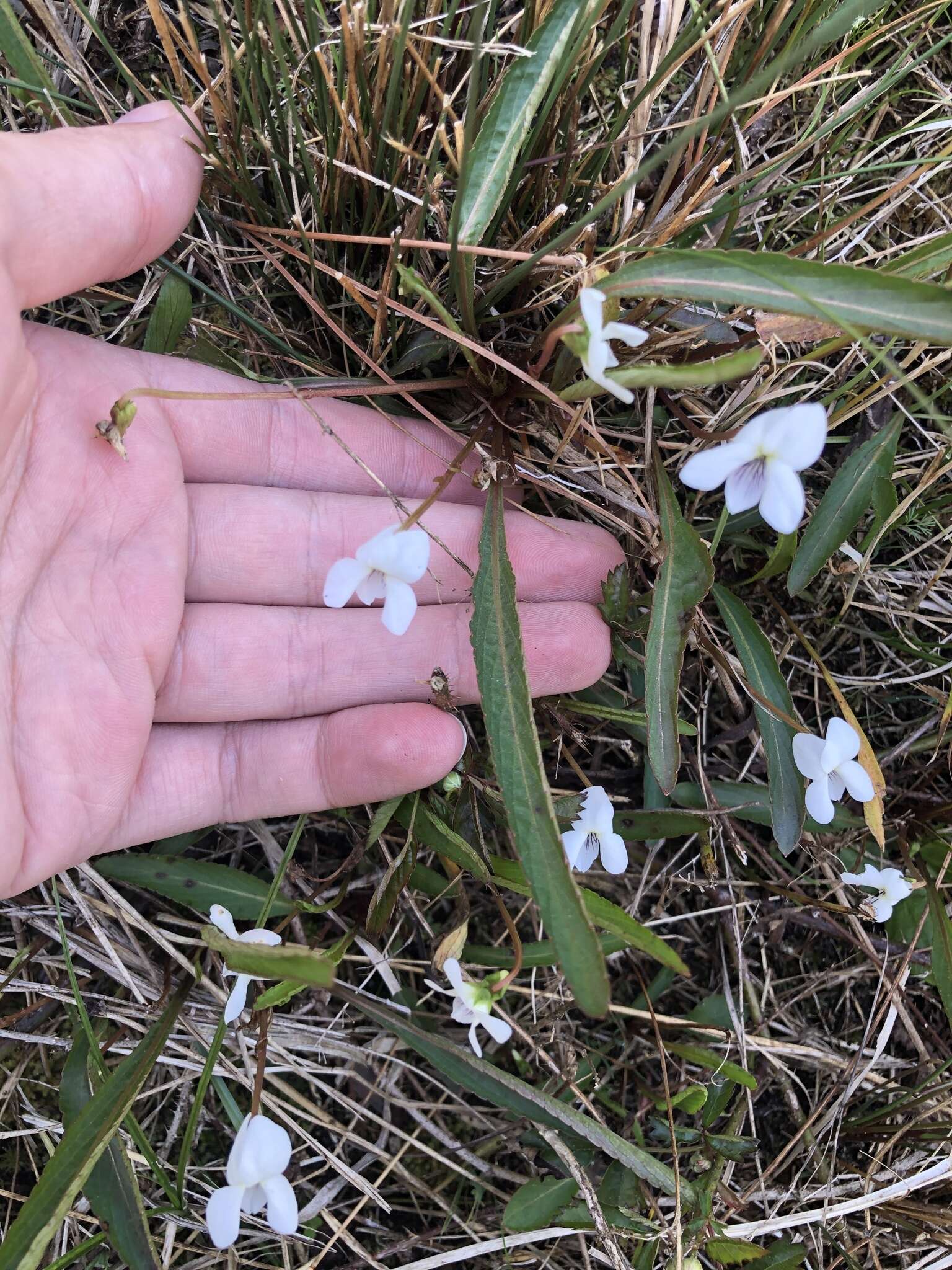 Image of bog white violet