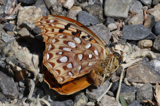 صورة Speyeria zerene malcolmi Comstock 1920