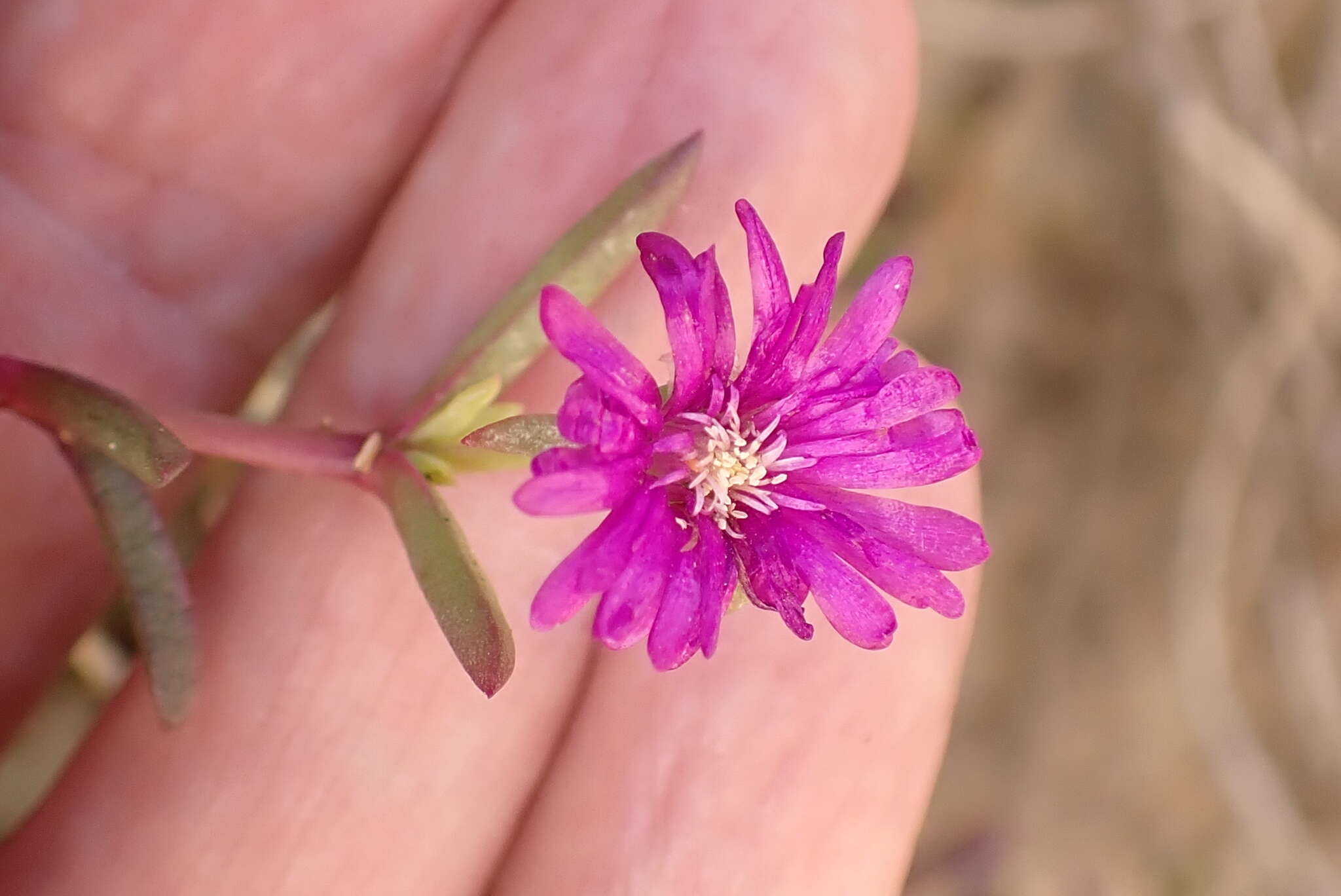 Image of Delosperma peersii Lavis