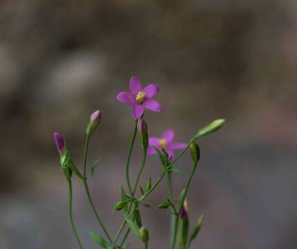 Image de Zeltnera wigginsii (C. R. Broome) G. Mansion