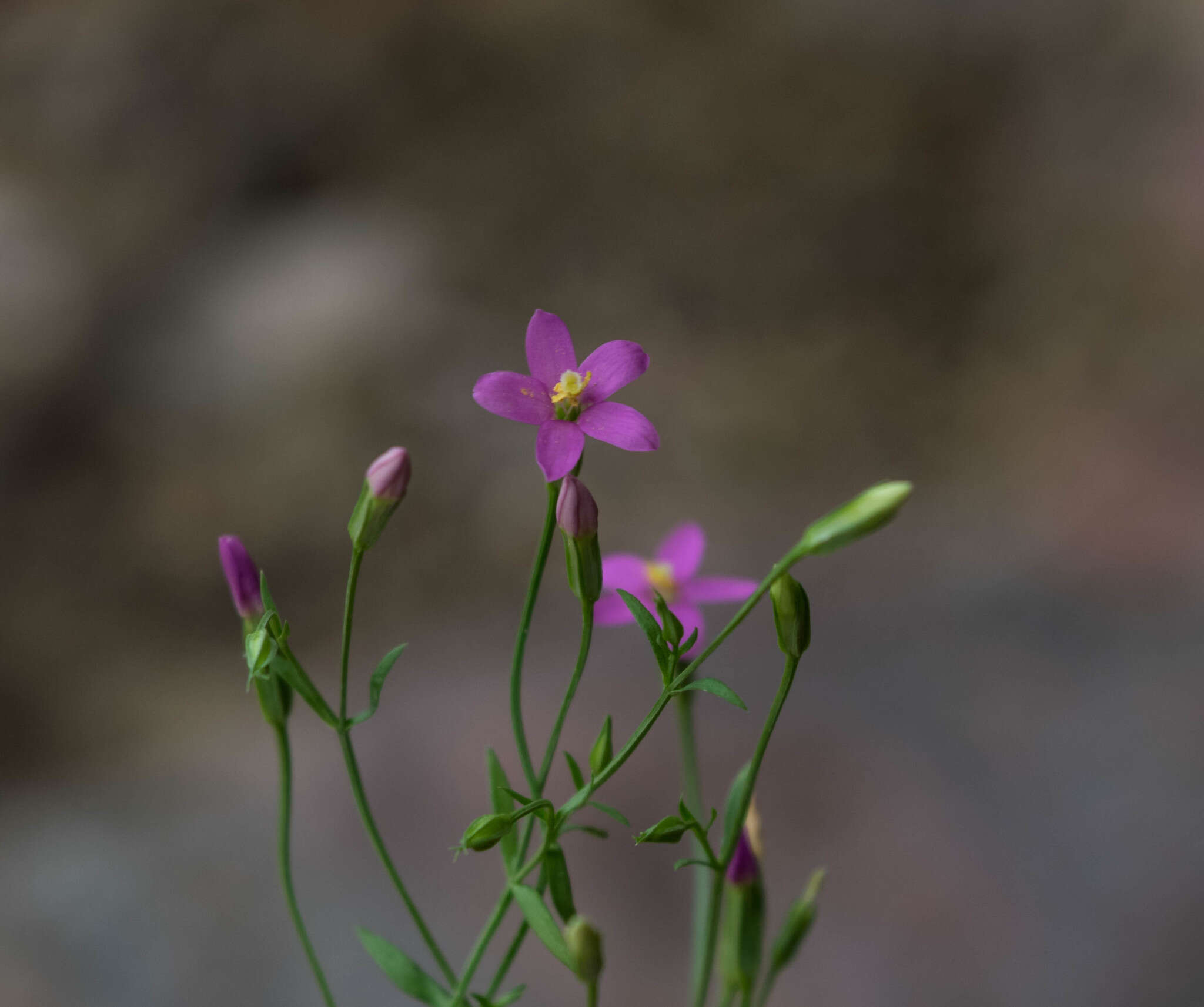 Zeltnera wigginsii (C. R. Broome) G. Mansion resmi