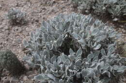 Image of Parthenium rollinsianum Rzed.