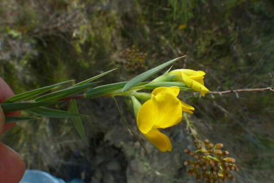 Слика од Aspalathus angustifolia (Lam.) R. Dahlgren