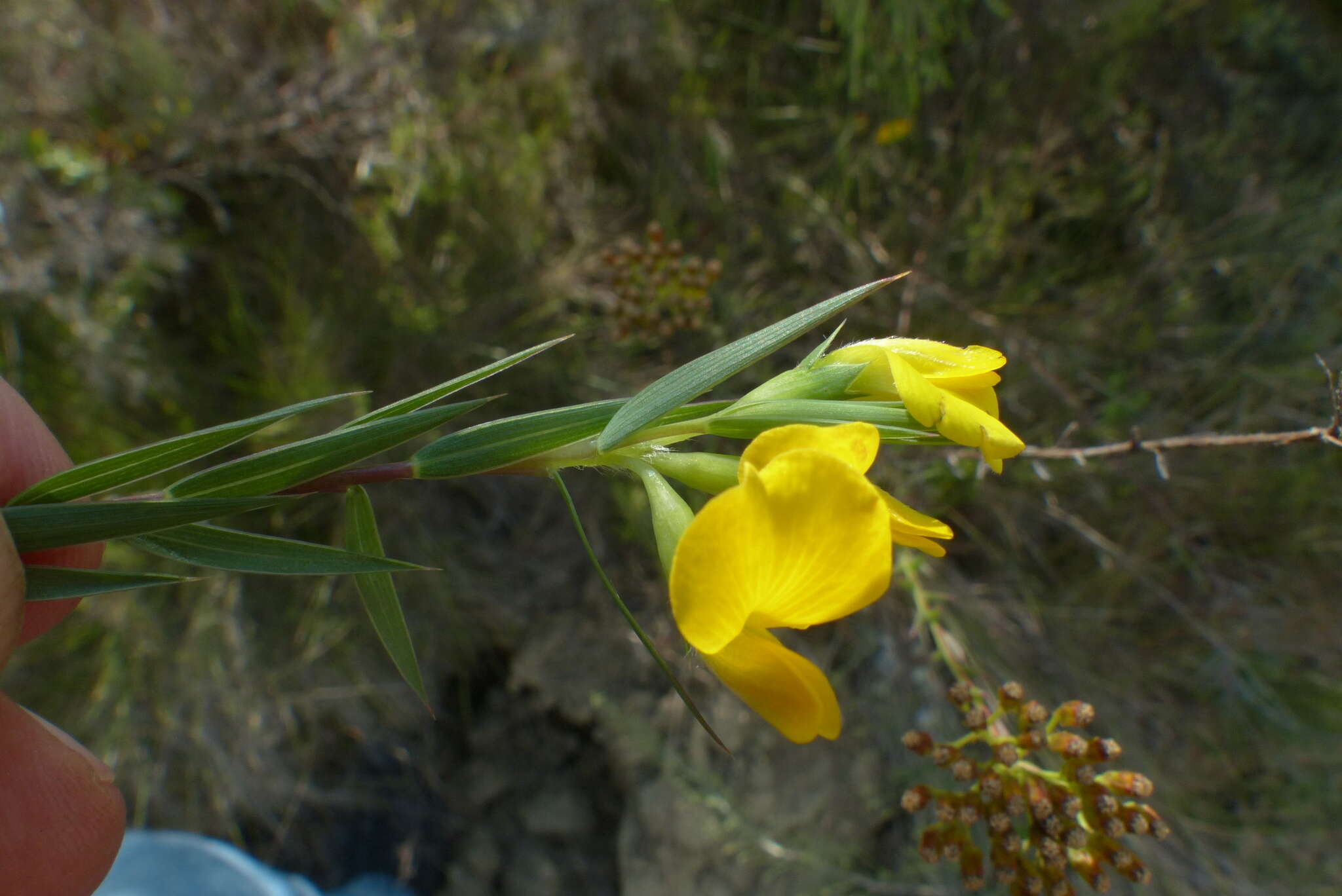 Слика од Aspalathus angustifolia subsp. angustifolia