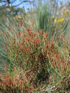 Image of Allocasuarina misera L. A. S. Johnson