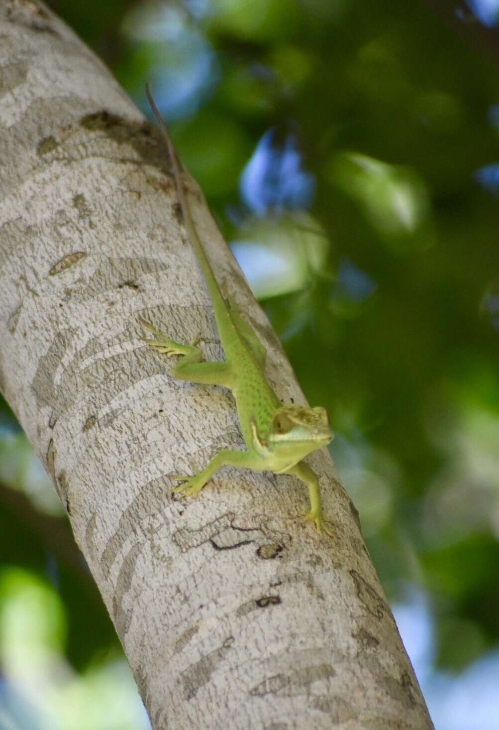 Слика од Anolis noblei Barbour & Shreve 1935