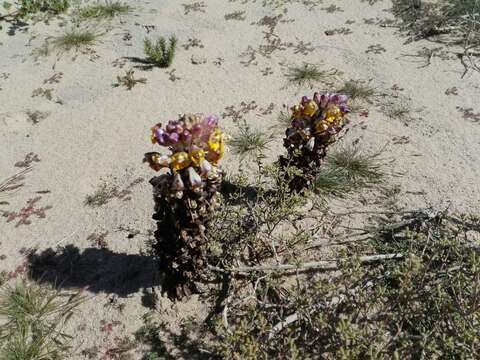 Image of Desert hyacinth