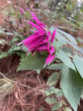 Sivun Salvia iodantha Fernald kuva