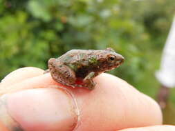 Image of Natal Dwarf Puddle Frog