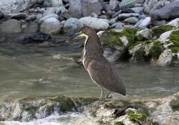 Image of Fasciated Tiger Heron