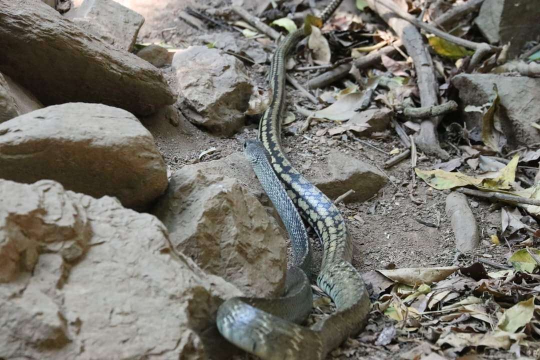 Image of Keeled Rat Snake