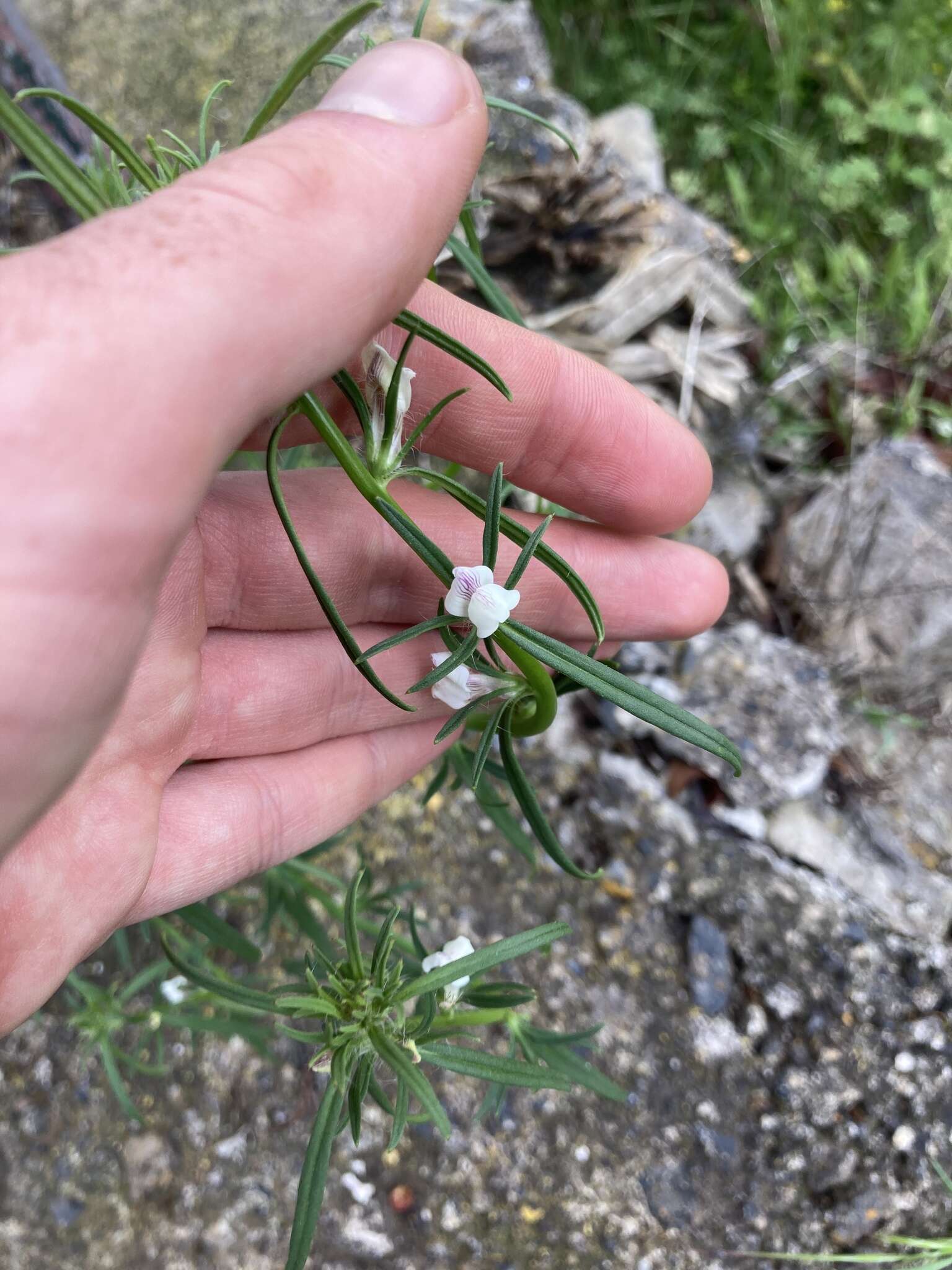 Image of Misopates calycinum (Vent.) Rothm.