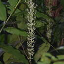 Imagem de Alpinia cumingii K. Schum.