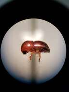 Image of granulated ambrosia beetle