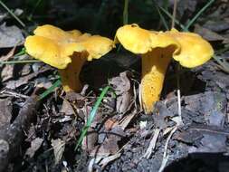 Image of Cantharellus lateritius (Berk.) Singer 1951