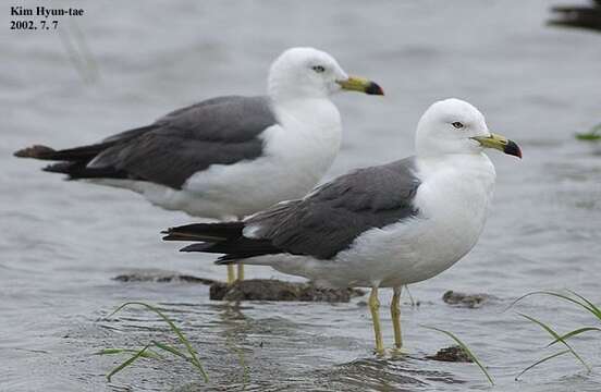 Image of Black-tailed Gull