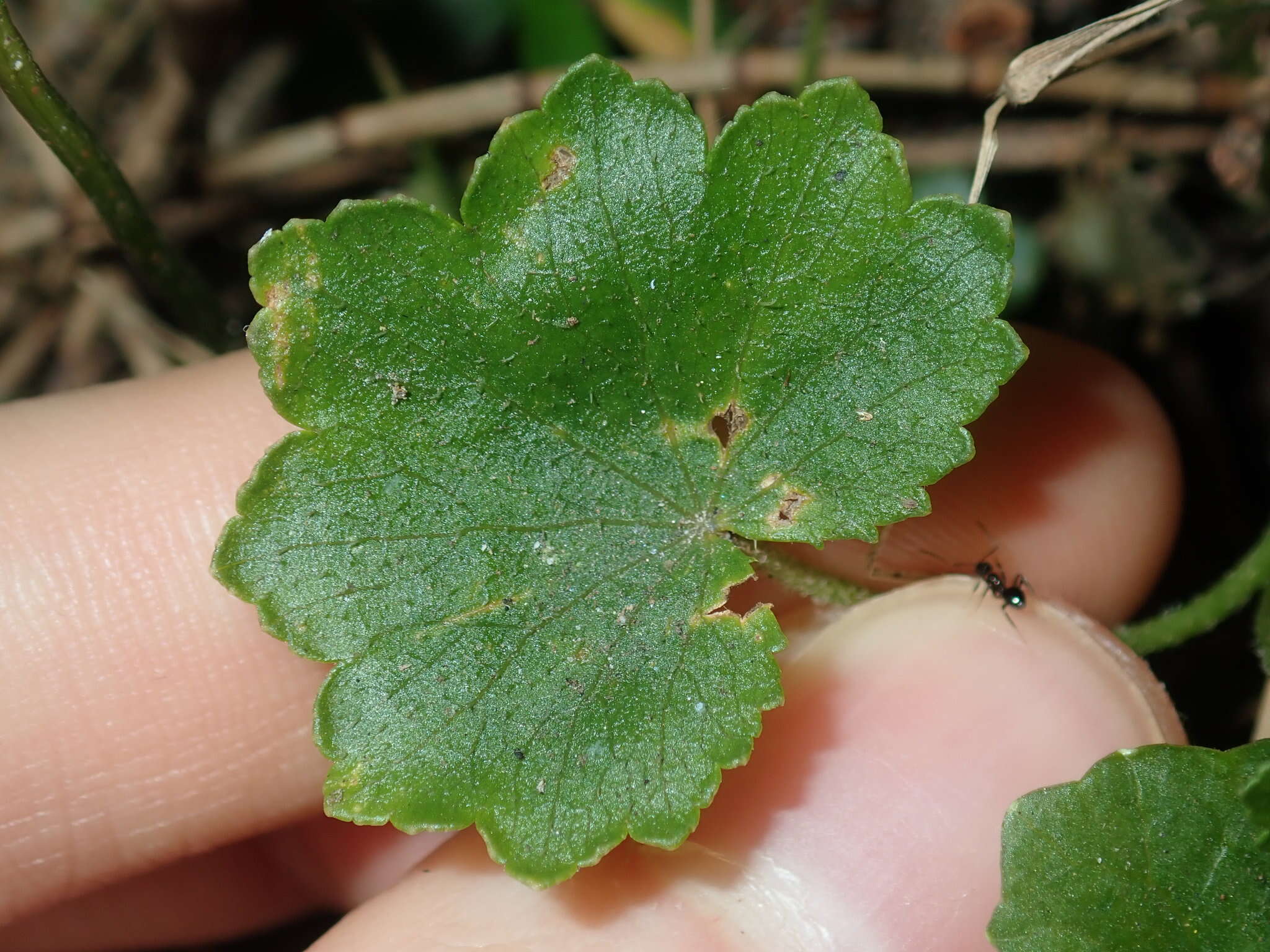 Image de Hydrocotyle hirta R. Br. ex A. Rich.