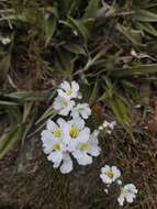 Imagem de Euphrasia collina subsp. glacialis W. R. Barker