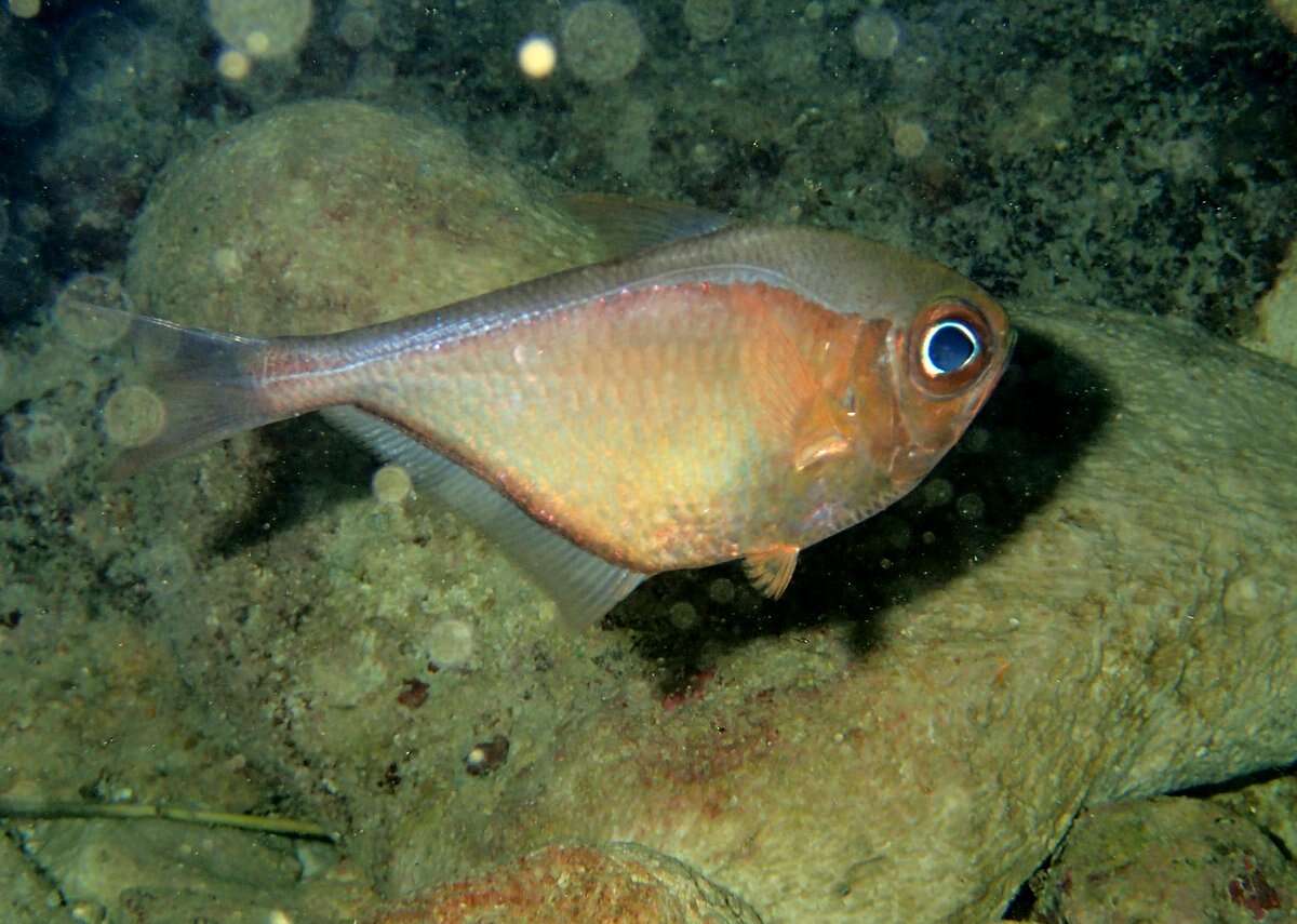 Image of Copper sweeper