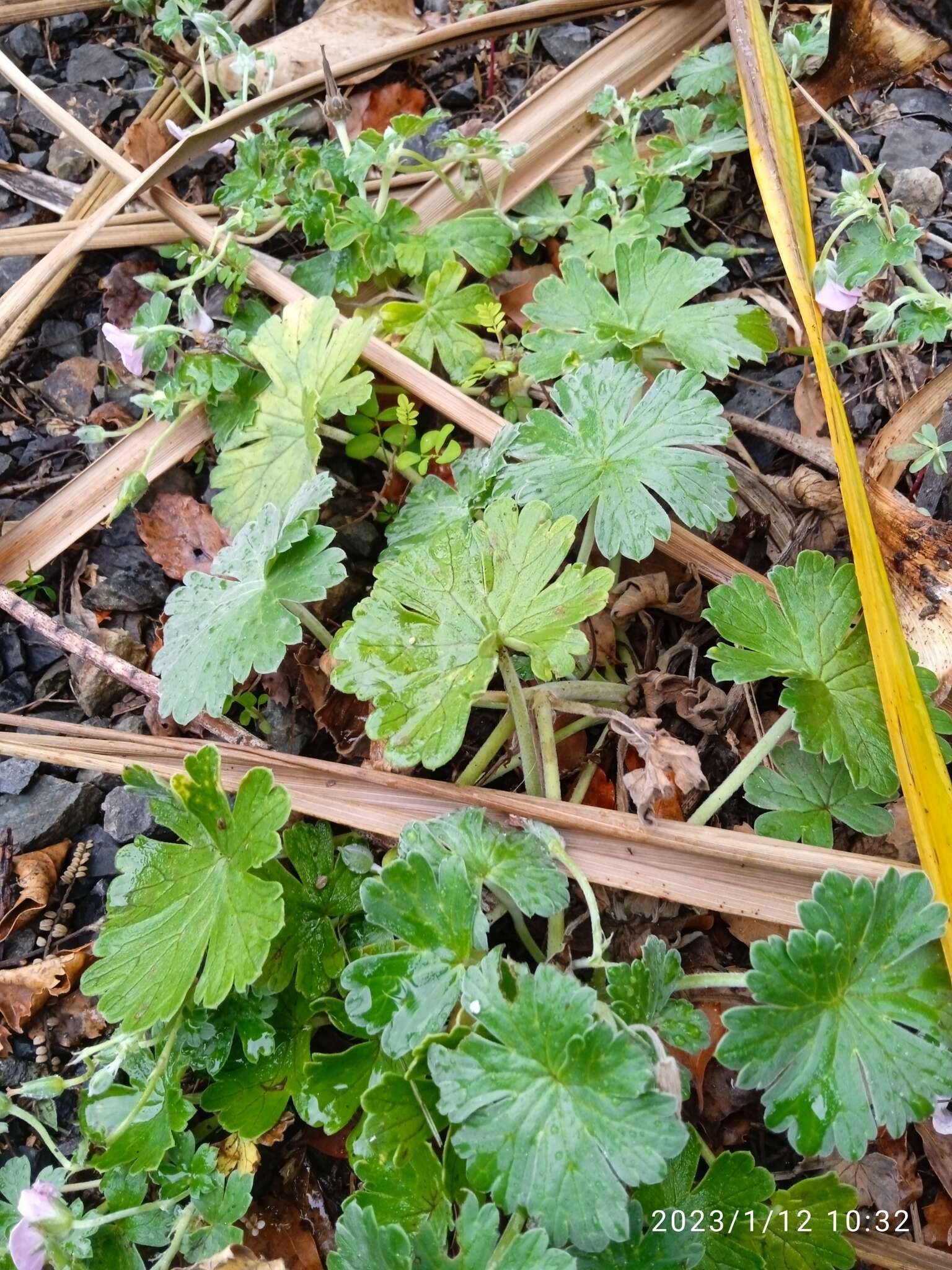 Sivun Geranium traversii Hook. fil. kuva