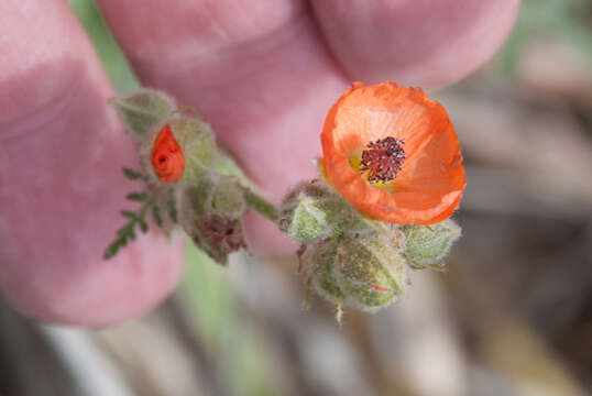 Image of Rusby's globemallow