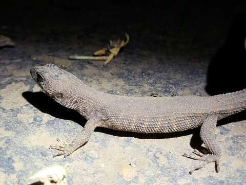 Image of Prickly Forest Skink