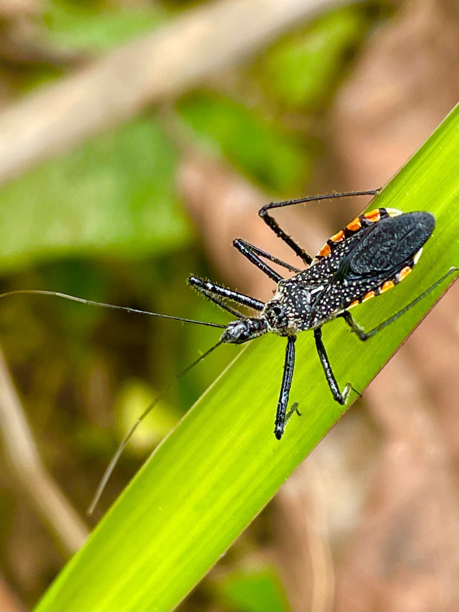 Plancia ëd Rhynocoris albopilosus (Signoret 1858)