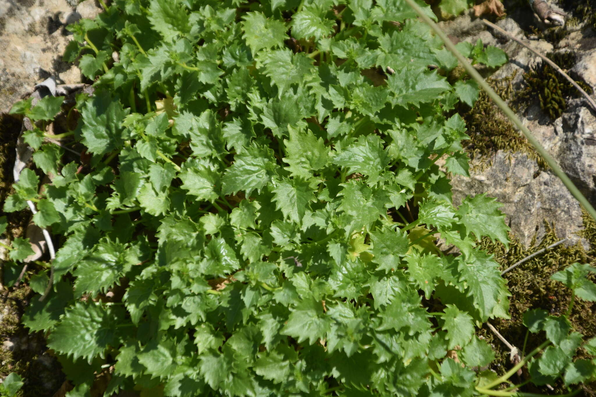 Plancia ëd Campanula fenestrellata Feer