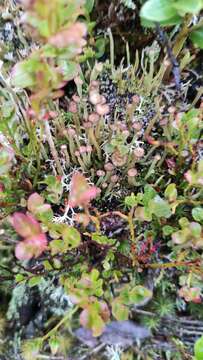 Image of cup lichen