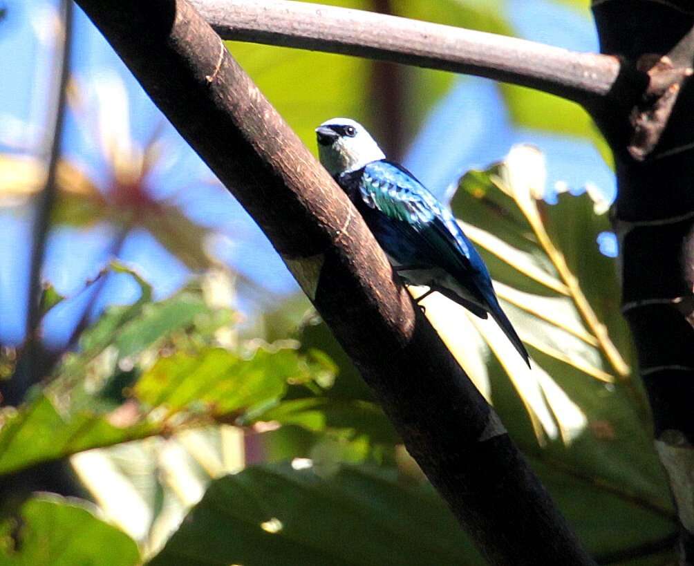 Stilpnia nigrocincta (Bonaparte 1838) resmi