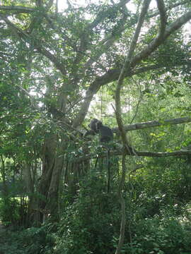 Image of Trachypithecus selangorensis Roos, Nadler & Walter 2008