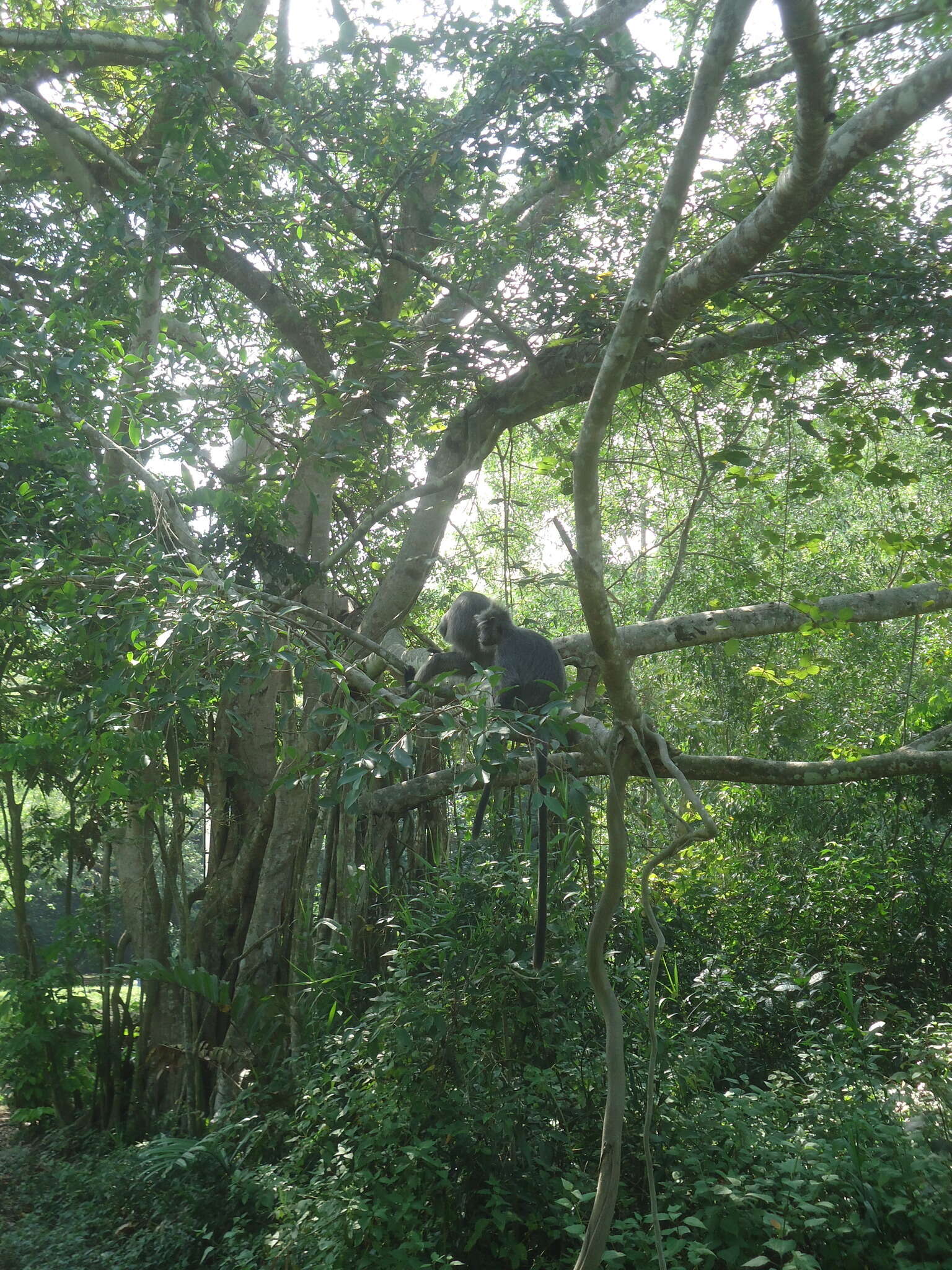 Слика од Trachypithecus selangorensis Roos, Nadler & Walter 2008