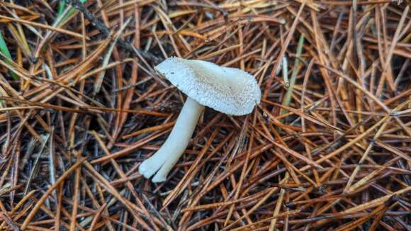 Image of Inocybe grammata Quél. 1880