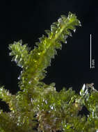 Image of cyclodictyon moss