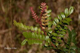 Image of Pistacia weinmannifolia J. Poisson ex Franch.