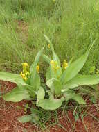 Image of Hypoxis colchicifolia Baker