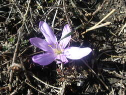 Слика од Colchicum trigynum (Steven ex Adam) Stearn