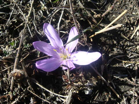 Image of Colchicum trigynum (Steven ex Adam) Stearn