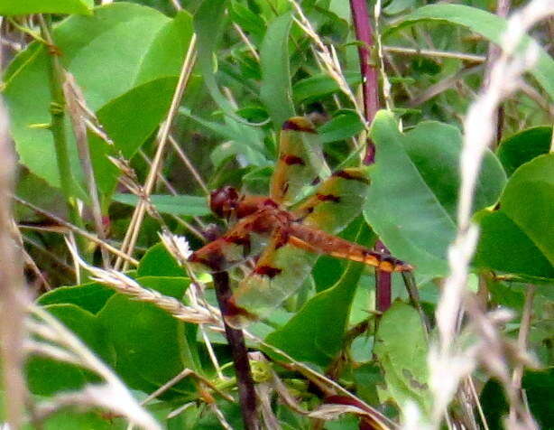 Image of Painted Skimmer