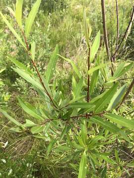 Слика од Salix arbusculoides Anderss.