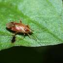 Harpocera orientalis Kerzhner 1979 resmi