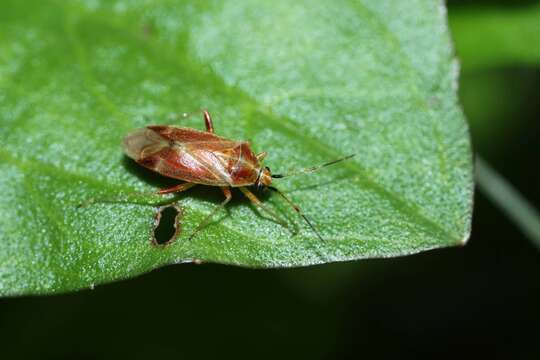 Harpocera orientalis Kerzhner 1979 resmi