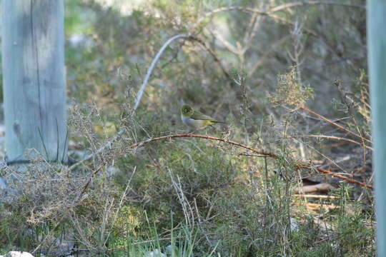 Image of Western Silvereye