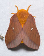 Anisota virginiensis (Drury 1773)的圖片