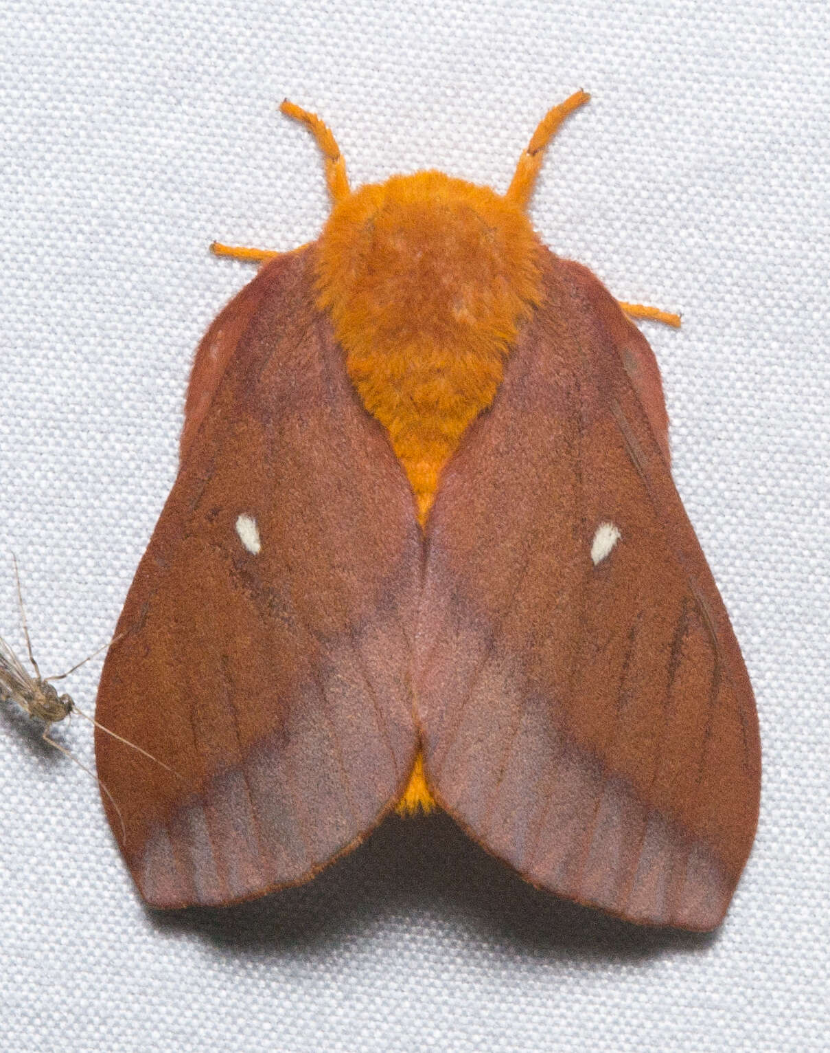 Image of Pink-striped Oakworm