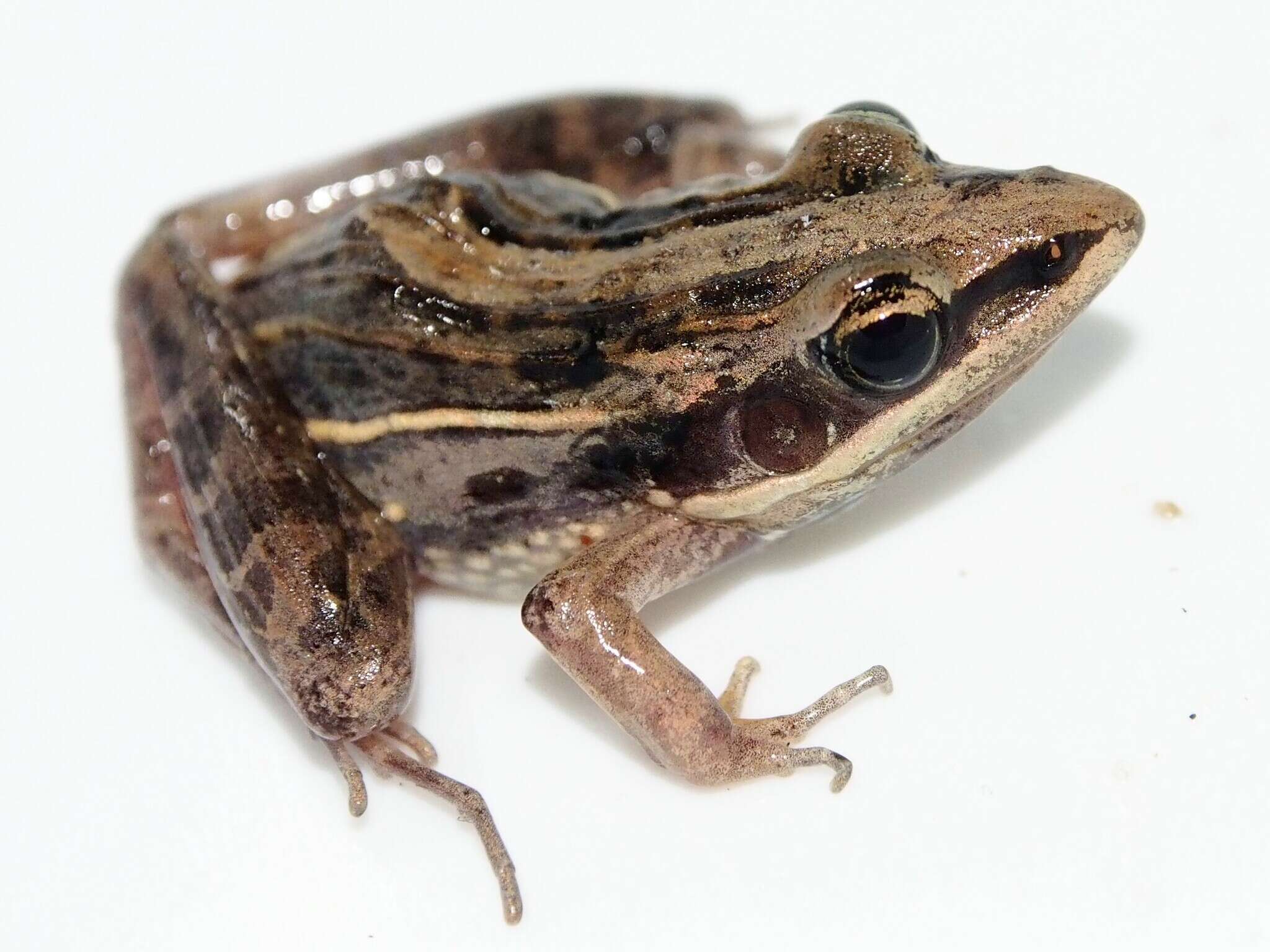 Image of Lukula grassland frog